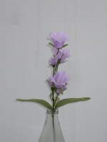 Campanula roze 48cm - 12 stuks  